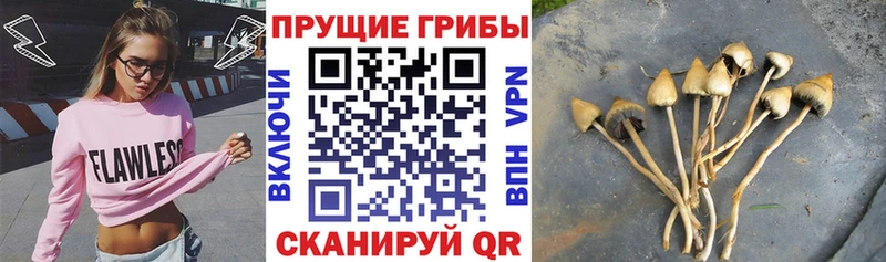 Галлюциногенные грибы Psilocybe  Назрань 