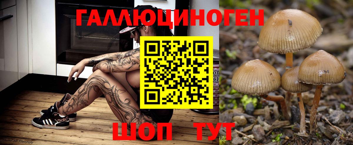Галлюциногенные грибы Psilocybe  Назрань 
